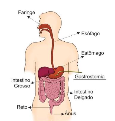 GASTROSTOMIA. LOCALIZACAO. CRIANCA, crianca. O PRIMEIRO. O SOCORROS. O INCLUDEDO. PRESÉPIO. SEGURA