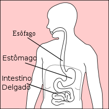 ANATOMIA GASTROINTESTINAL - REFLUXO