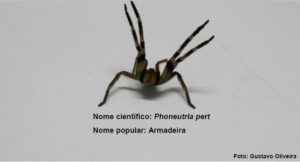 ARANHA ARMADEIRA