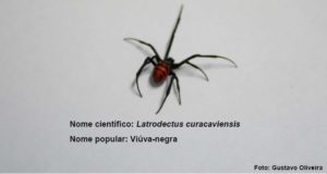 ARANHA VIUVA NEGRA