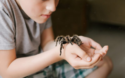 PICADAS ABELHA, ESCORPIÃO, COBRAS E TATURANAS, O QUE É IMPORTANTE SABER SOBRE ANIMAIS PEÇONHENTOS E VENENOSOS?