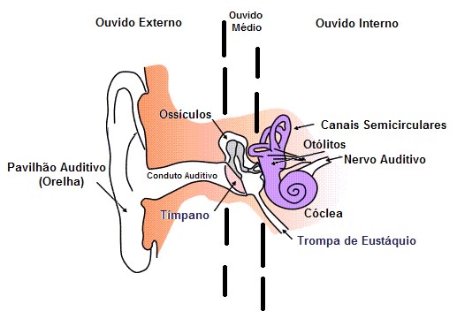 anatomia-do-ouvido